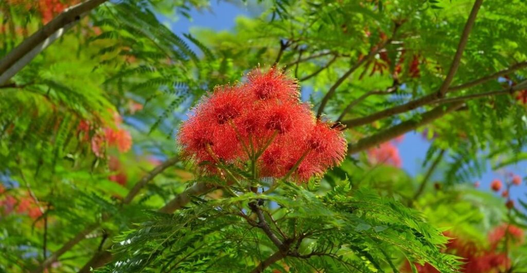 albizia-desavantages