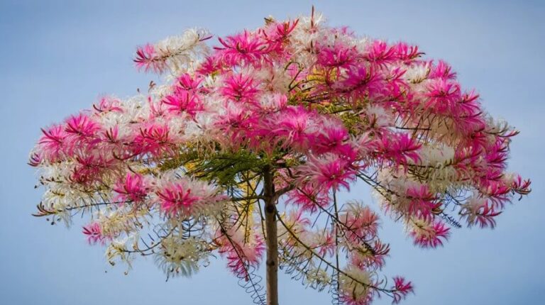 7 inconvénients de l’albizia (à connaitre ! )
