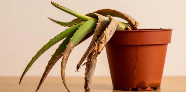 Sauver un aloe vera pourri : les bonnes pratiques !